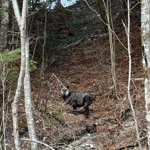 CHAORAS Sports Tenugui / Serow